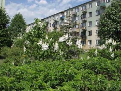 ul. Leśna (maj 2008)